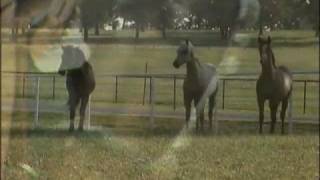 Girls and Horses by Templeton Thompson