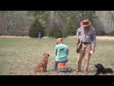 Field Notes: Gun Shyness