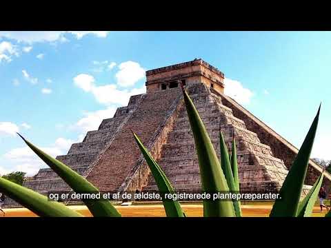 Aloe planten | AloeVeraForever.dk