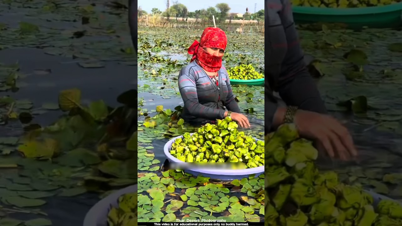 The three-lobed water chestnut is cultivated in this way 😲l #waterchestnut