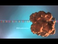 DNA replication - 3D