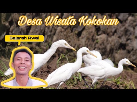 Sejarah awal mula terdapat Burung Kokokan Di Desa Petulu