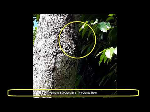 Guyana 6 O'Clock Bee. The Cicada Bee (VERY LOUD)