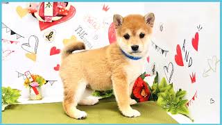 ペットショップCOO&RIKU No00703822(豆柴)