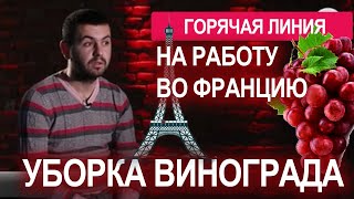 Роман о работе во Франции на уборке винограда