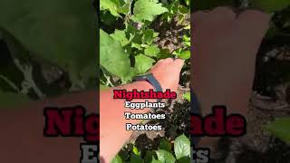 How to Get Rid of Potato Bugs FAST