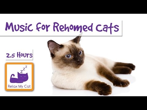 2 and a Half Hours of Music to Make Cats Purr! Perfect for Nervous Cats After Rehoming