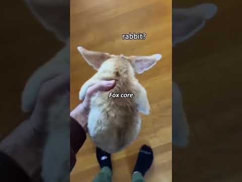 Fox core #funny #funnypet #funnyanimal #funnyvideos #pets #fox