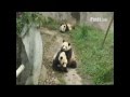 Two Giant Pandas Wrestling Caught on Tape