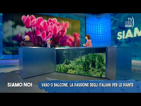 Siamo Noi, 7 dicembre 2022 - Balcone fiorito in inverno: ecco come