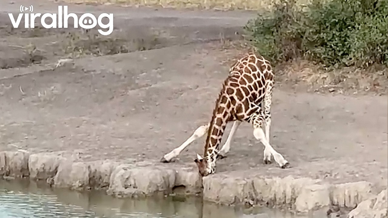 The Hilarious Way Giraffes Drink Water || ViralHog
