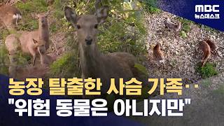늑구 돌아오니 사슴 무리 탈출‥MBC 카메라에 포착 (2026.04.22/뉴스데스크/MBC)