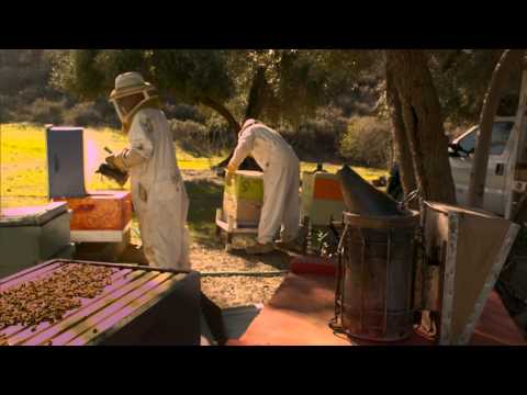 ミツバチのダンス (Dance of the Honey Bee)