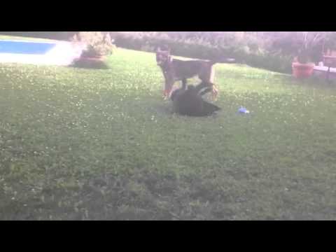 Corteggiamento di due lupi