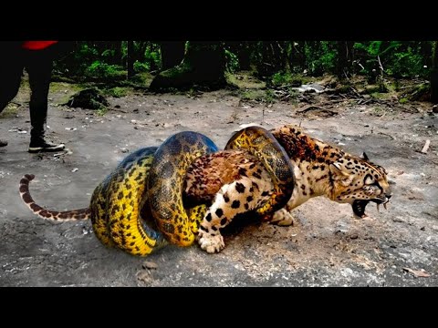 Estos Animales Pidieron Ayuda A La Gente y ¡Aquí Está La Razón!