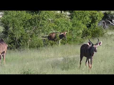 Djuma: Kudus and Impalas - 17:24 - 12/13/20