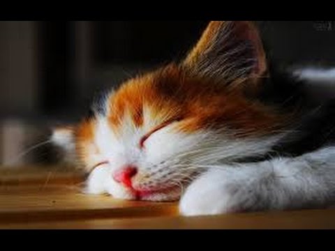 The Sweetest Lullaby For Kittens and Puppies ♫ Calming Music For Babies Pets 🎧 ZEN & RELAX