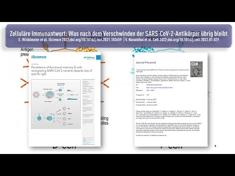 Zelluläre Immunantwort: Was nach dem Verschwinden der SARS-CoV-2-Antikörper übrig bleibt