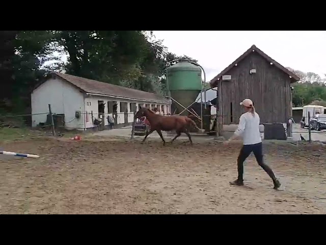 A VENDRE POULICHE 2 ANS