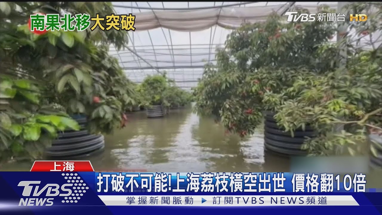 打破不可能!上海荔枝橫空出世 價格翻10倍