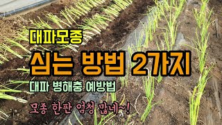 텃밭농사 대파 파종시기 대파모종심는방법 2가지와 대파병해충방제 고자리파리 토양살충제