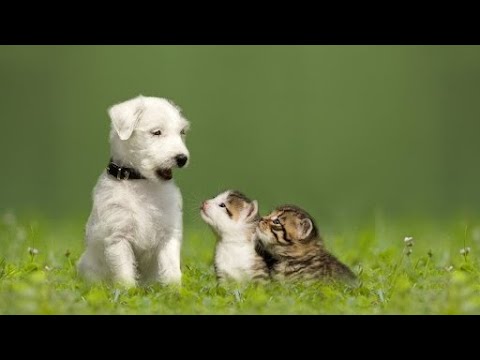 A lejohet të sterilizohen kafshët në Islam? - Dr. Imam Ahmed Kalaja