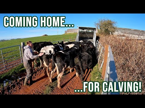 One Chance To Load Cows Here! | Rotary Parlour Maintenance!