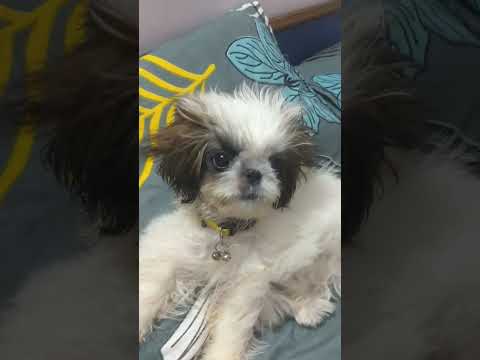 Daisy  #doglover 😘