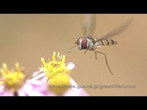 小さなキク科の花の前でホバリングするホソヒラタアブ
