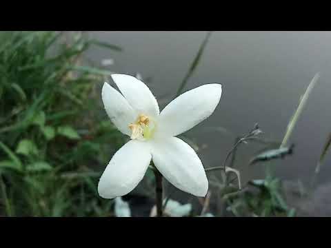 free natur background || natur flowers || new background