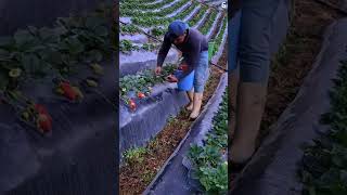 Download lagu Panen strawberry dengan hasil yang sangat memuaskan #shorts mp3