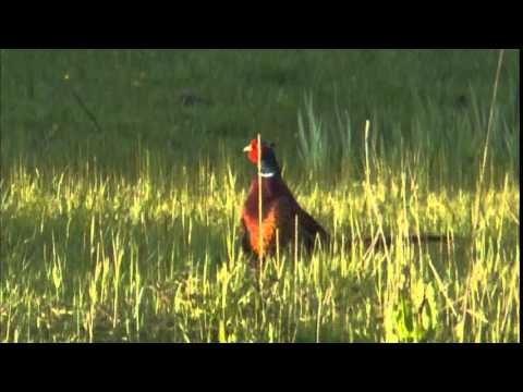 Pheasant Call — close up