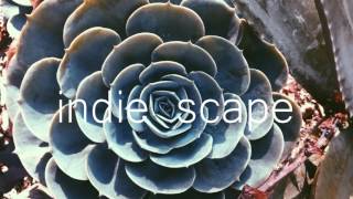 Des Ark - Don Taco and His Hot Sauce Toss