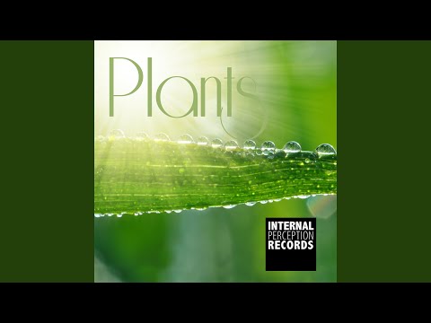 Plants (Original Mix)