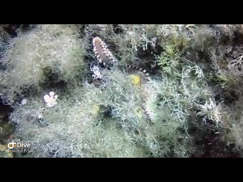 Vermocane scuba diving Ustica 2019