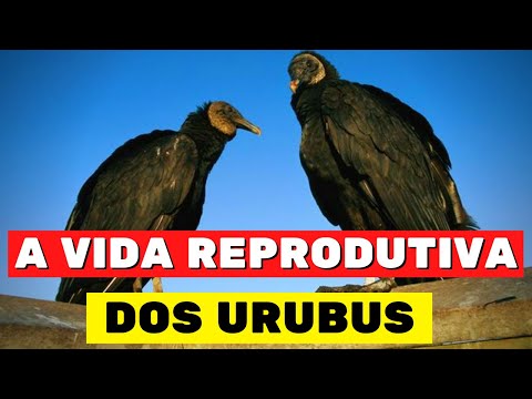 A INCRÍVEL VIDA REPRODUTIVA DOS URUBUS - ASSISTA! 🔴👇