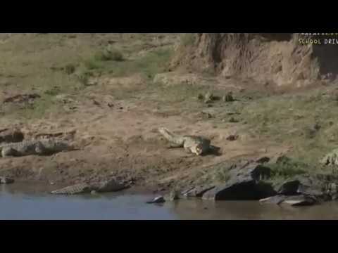 May 25, 2017- Sunset- Nice set of teeth on this large Crocodile with Brent