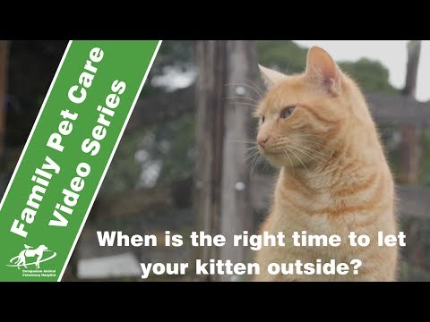 When is the right time to let your kitten outside? - Companion Animal Vets