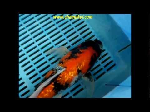 Longfin Ginrin Showa (12-D-963) - Suda