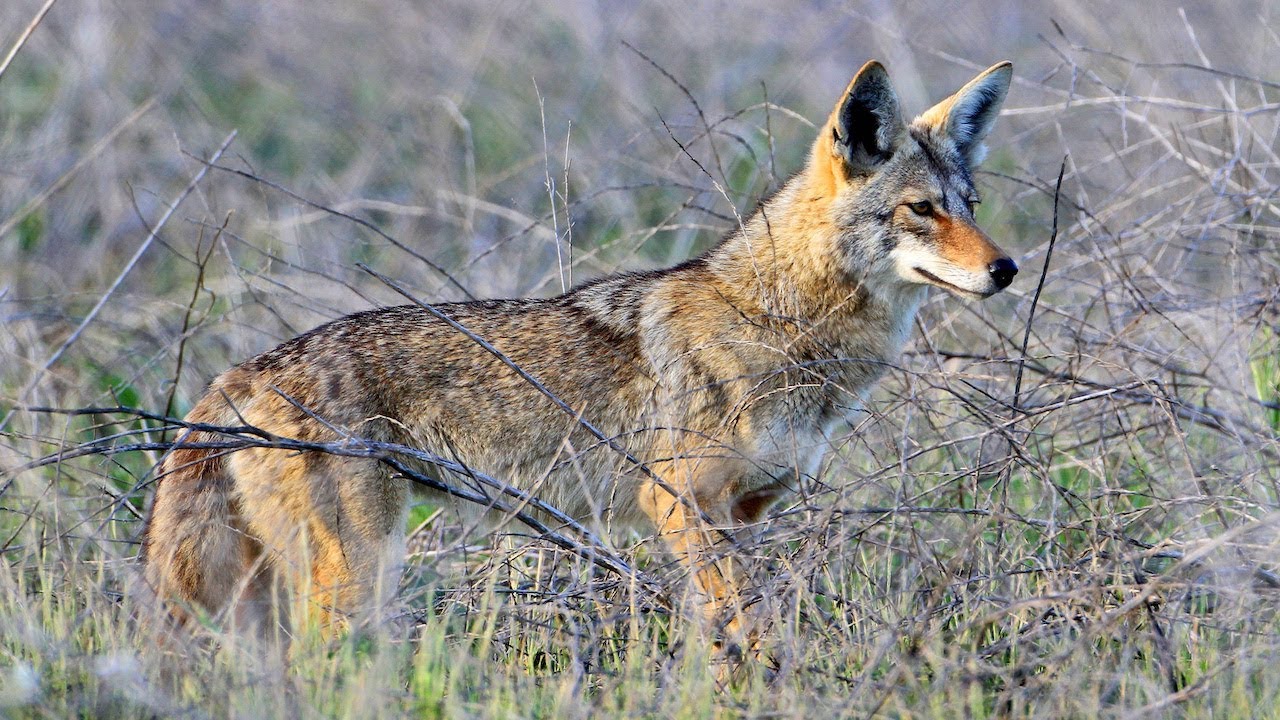 Understanding Coyotes & How to Manage/Deter Them