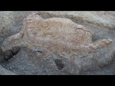 76 Million Year Old Skeleton Has Been Found In Utah, And It s A Truly Unprecedented Discover Video