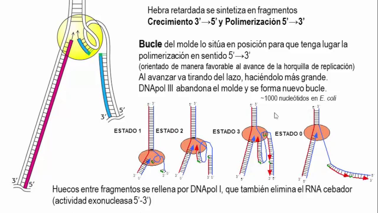 Tema 5.3 Replicación. S4 Replicación Procariotas (umh1163)
