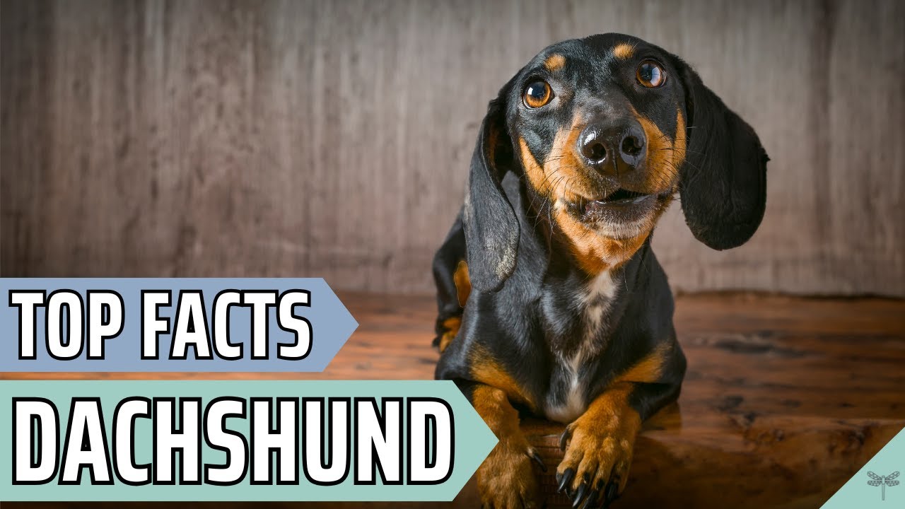 Pros & Cons of Owning a Dachshund | Video