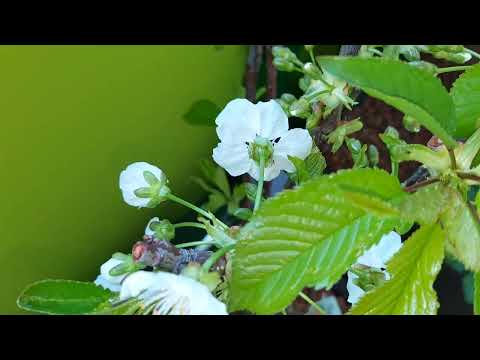 Prunus avium 'Regina'