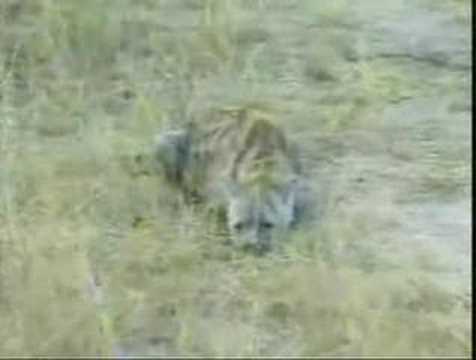 2007-07-22 PM Hyaena