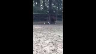 Video von Federer 12