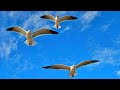 ASMR Soothing Sounds Of Waves And Seagulls For Sleep And Study Derry Londonderry Northern Ireland