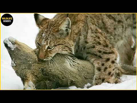 Rarest Hunting Moments By The Lynx Cat Caught On Camera | Wildlife Moments