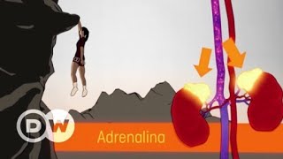 Miniatura do vídeo