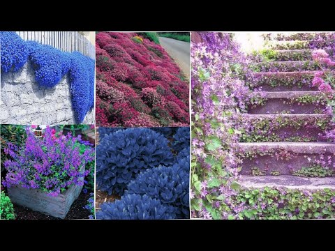 , title : 'Creeping Thyme Ideas 2023 l Good Looking Blue Flowers for your sweet garden | Breck land thyme Plant'